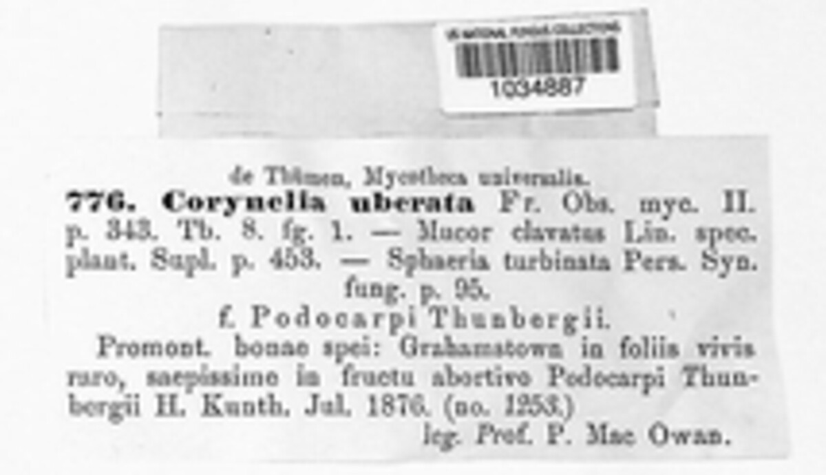 Corynelia uberata image